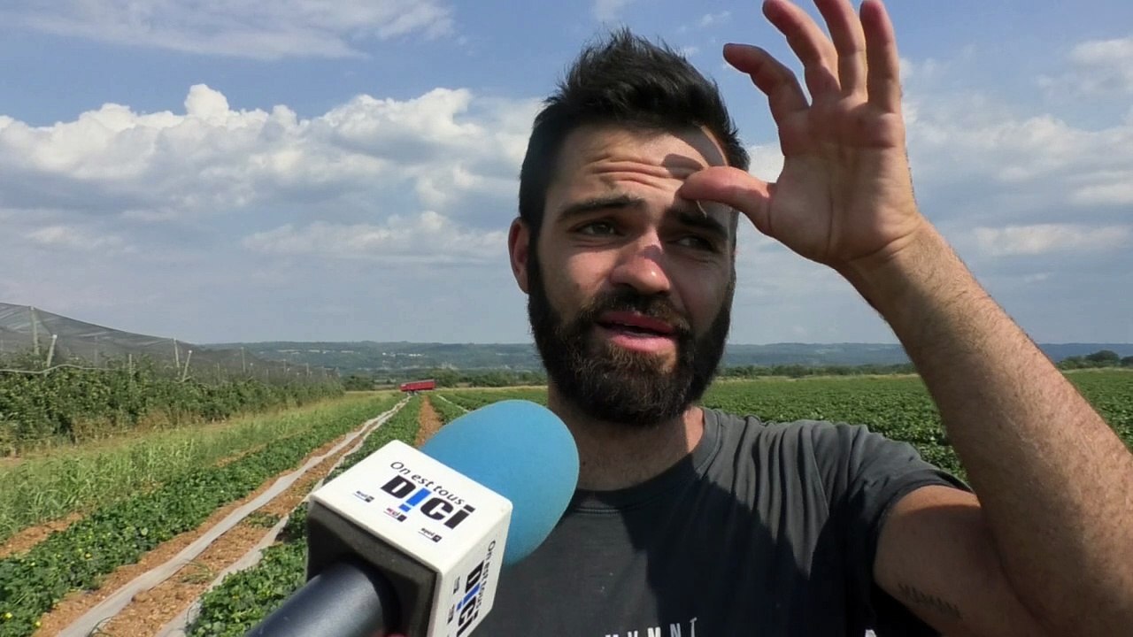 Alpes-de-Haute-Provence : le melon a pris du retard mais il sera bien présent cet été