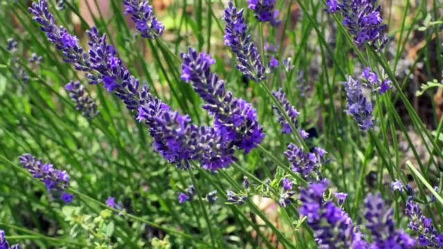 Alpes-de-Haute-Provence : lavande ou lavandin ? Comment les reconnaître