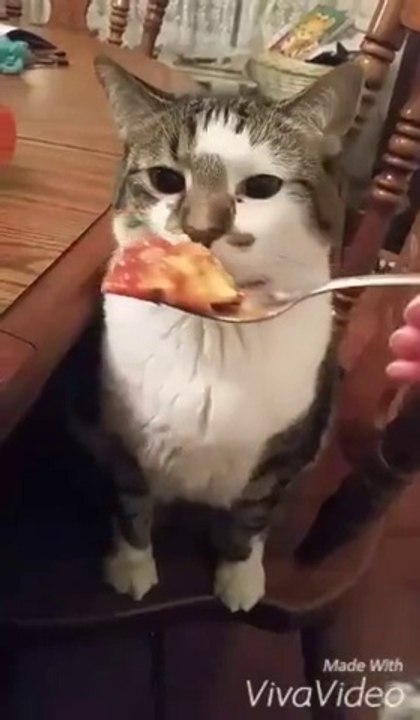 Ce pauvre chat n'aime pas du tout cet aliment...