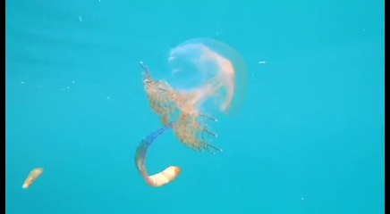 Ce plongeur tombe sur une méduse rare et magnifique