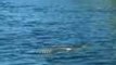 Kayakers Encounter Rattlesnake Swimming Across California River
