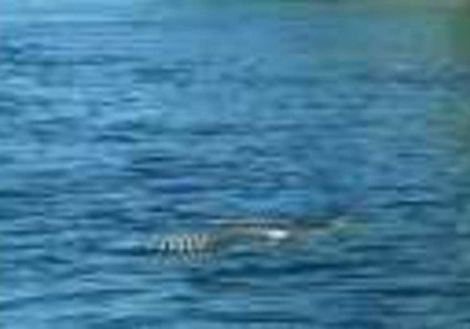 Kayakers Encounter Rattlesnake Swimming Across California River