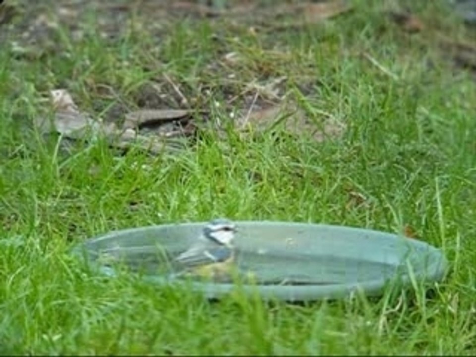 Bain de mesange bleue