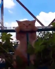 Sıcaklardan ne yapacağını şaşırmış bir kedi