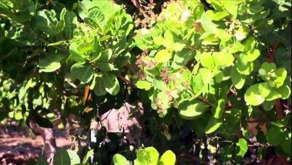 Assistir GLOBO RURAL 15-03-2015 PARTE 3/4 Online Completo HD 480p 15/03/2015