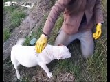 Otobana Atılan Hamile Köpeği Kurtaran Güzel Yürekli İnsanlar           Kaynak:  Abdulkerim Kutlu | YouTube