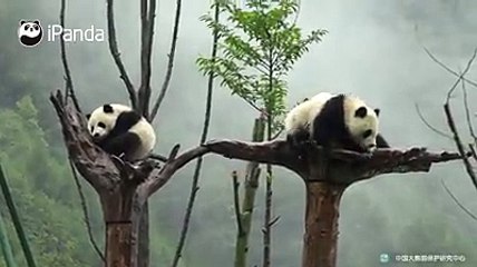 #SuperPandaWork is not easy for this nanny, who has to persuade the panda babies to come home in the heavy rain!Watch full video here: goo.gl/BBjKo4All his