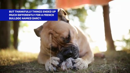 French Bulldog's Life Saved by an Airline Attendant