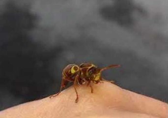 Rescued Wasp Takes a Moment to Clean Itself