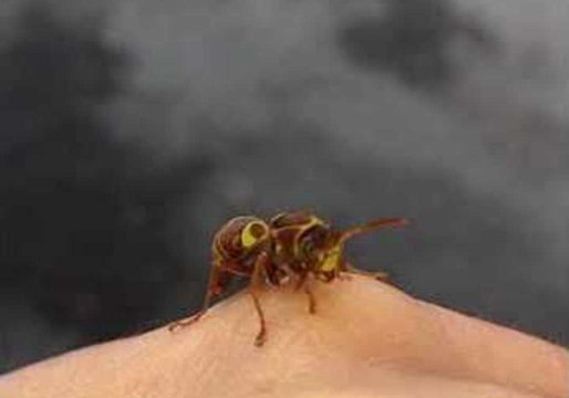 Rescued Wasp Takes a Moment to Clean Itself