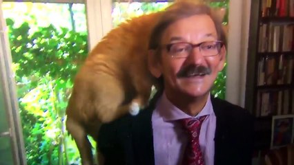 En pleine interview télé, le chat grimpe en direct sur la tête de l'historien et décide de ne plus bouger !