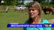 Owners Heartbroken After Two Horses Brutally Attacked, Killed