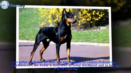 TOP5 Dogs In The World The 5 Strongest And Dangerous 2018