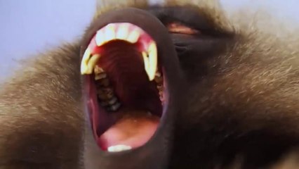 NatGeoTV Documentary HD - KING OF THE MOUNTAIN BABOONS Part 1