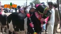 Bakra Eid 1 Funny Tezabi Totay Punjabi Totay