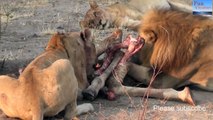 LIONS VS HYENAS  vs Cheetah - Latest compilation Clash of enemies- hungry animals