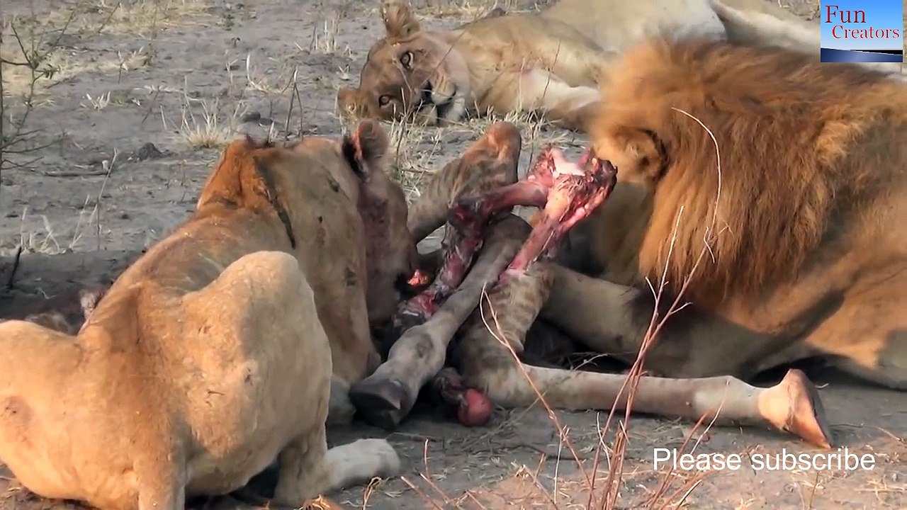 LIONS VS HYENAS  vs Cheetah - Latest compilation Clash of enemies- hungry animals