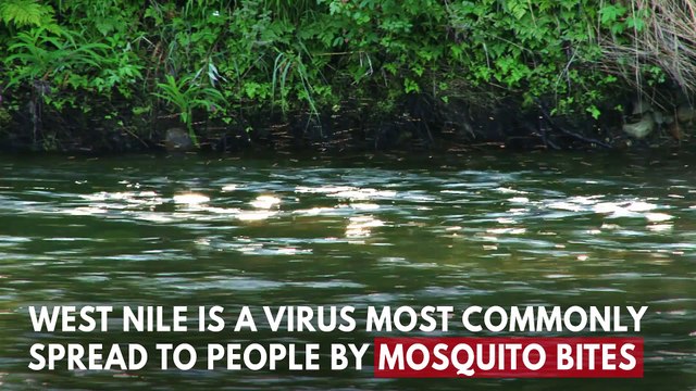 What Is West Nile Virus?