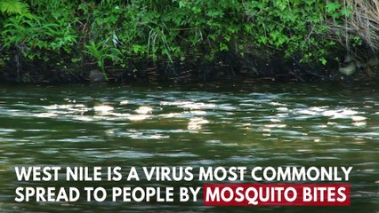 What Is West Nile Virus?