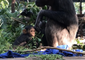 Baby Chimp Capri Takes First Steps, Tumbles Then Cuddles
