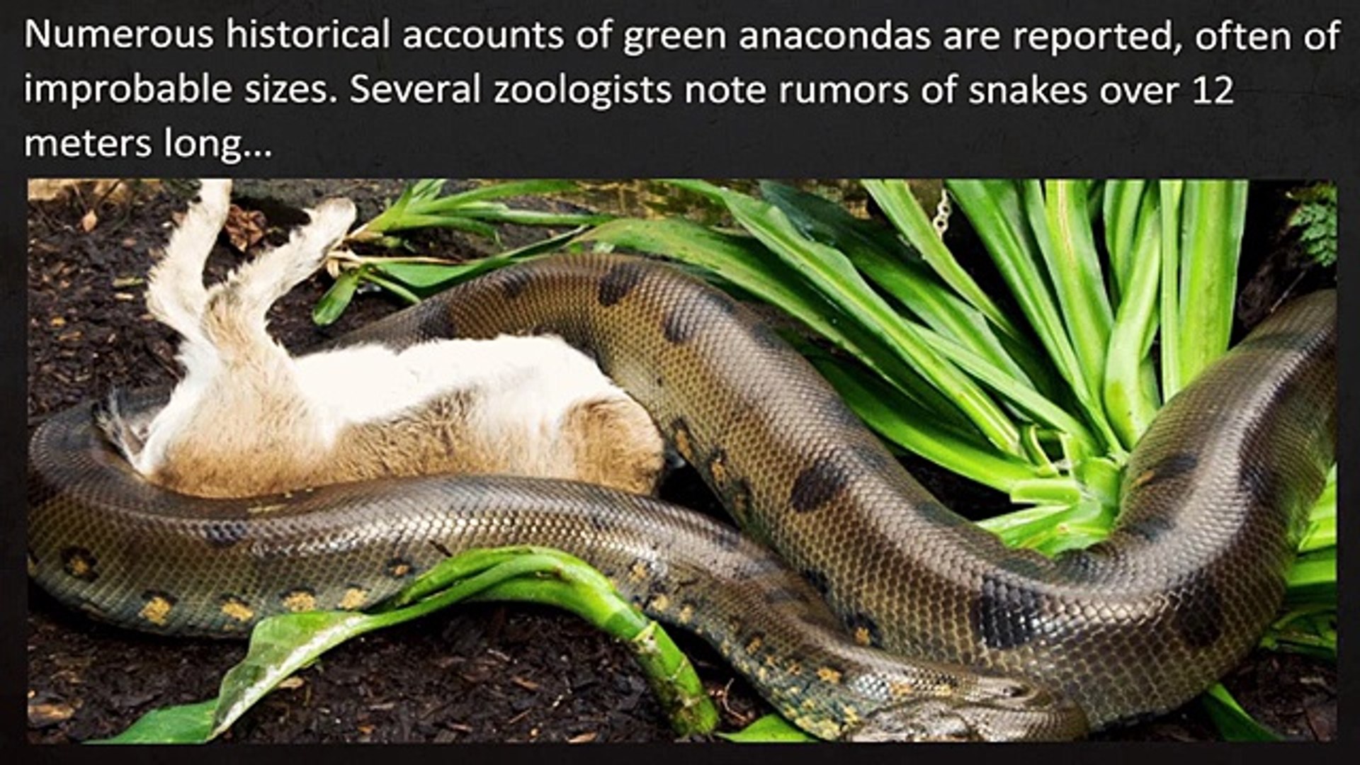 ⁣TOP 10 LARGEST ANIMALS On The Planet