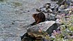 SUNP0036. CAN YOU SEE THE GREAT CANADIAN BEAVER ? PART 7. THIS CREATURE IS VERY DANGEROUS IN THE CANADIAN ARTIC , GREAT WHITE NORTH EH.STRANGE WILD LIFE CREATURE.RIVER MONSTER , DAM BUILDER.