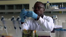 ايبولا المنيهوت مرض يهدد الامن الغذائي في غرب افريقيا
