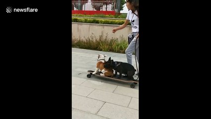 British bulldog skateboards into pond