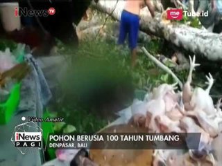 Lapuk Dimakan Usia, Pohon Berusia 100 Tahun Tumbang di Bali - iNews Pagi 21/04