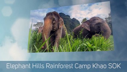 Camp Thailand Elephant Sanctuary