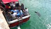 Hungry seal visits fishermen in search for lunch off South Wales harbour