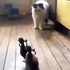 Now JERRY is chasing TOM!! Funniest clip I've seen!!