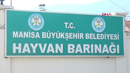 Manisa Felçli Sokak Hayvanlarını Yeniden Özgürlüğe Kavuşturuyorlar Hd