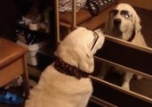 Cool Pooch Stares at His Own Reflection