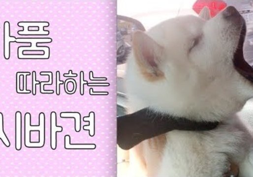 Adorable Shiba Inu Pup Mimics Owner's Yawn