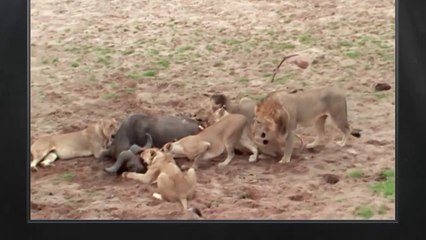 National Geographic Documentary 2018 - Built For The Kill Part 3