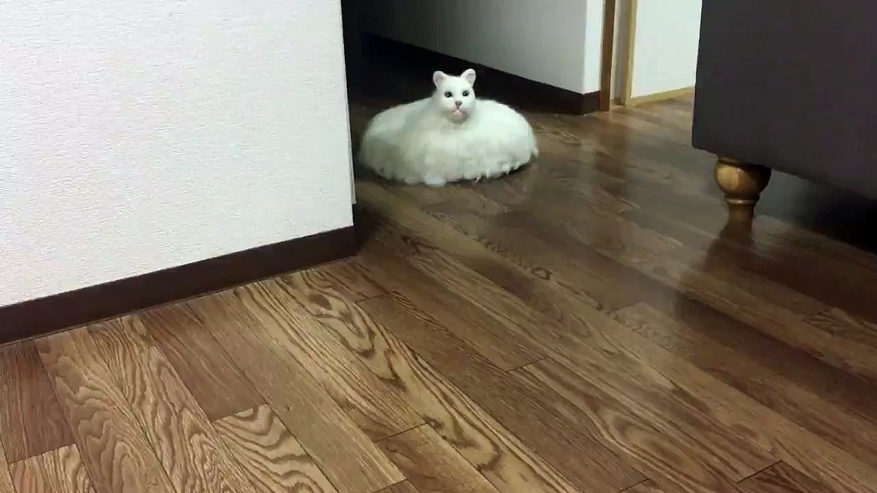 Un chat sur un aspirateur