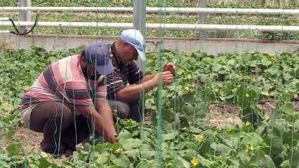 Suriyeli aileler seracılıkla hem üretiyor hem kazanıyor - HATAY
