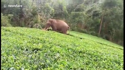 Incredible escape for man as charging elephant trips and falls