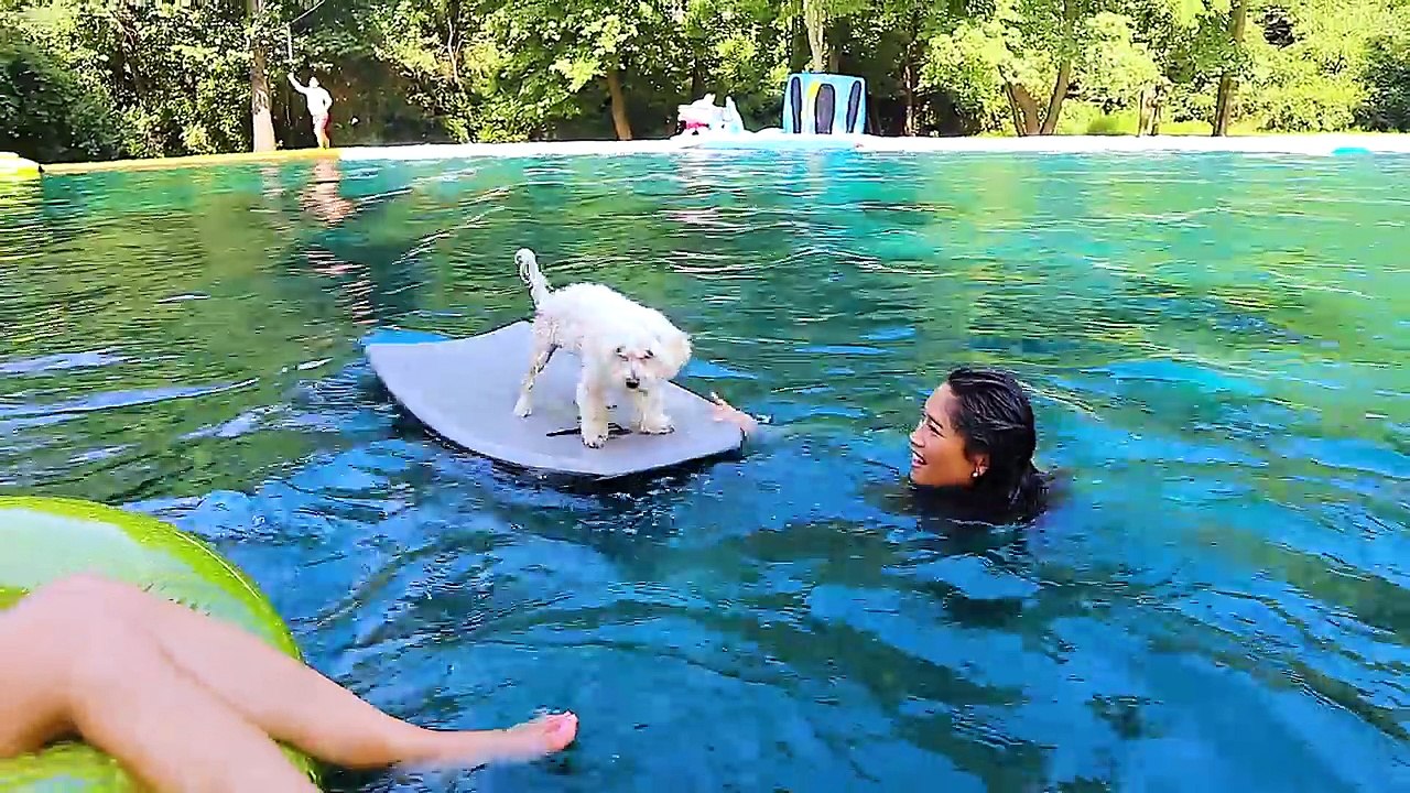 PUPPY GOES DOWN WORLDS BIGGEST WATERSLIDE!!