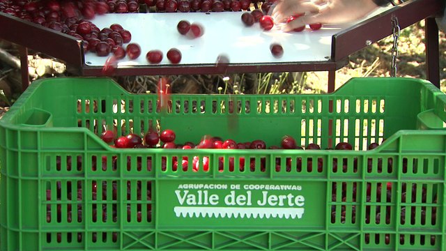 Salen al mercado las primeras Picotas del Jerte con Denominación de Origen Protegida