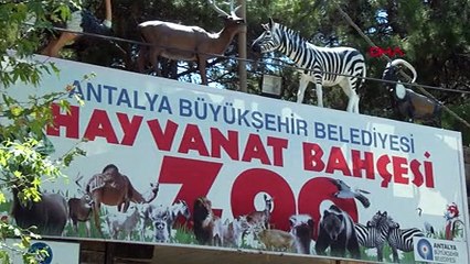 Antalya'da hayvanat bahçesinin gözdesi 'Trump'