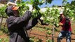 Wineries Benefit, Suffer from Climate Change