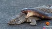 Cobra Snake Tries to Hunt Monitor Lizard - Latest Sightings Pty Ltd