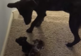 Video herunterladen: Wise Older Dog Protects Foster Pups From Falling Down Stairs