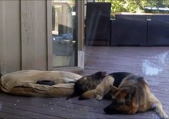 Nap Time GIF   Find & Share on GIPHY
