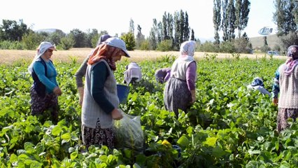 Çiftçiler fasulye hasadından umutlu