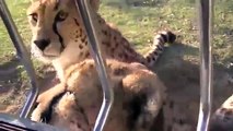 Miaulement d'un guépard / Meowing of a cheetah