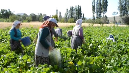 Çiftçiler Fasulye Hasadından Umutlu