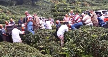 Çay Tarlasına Devrilen Kamyonete 'Rize İşi' Kurtarma